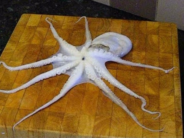 Octopus Salad Photo 2