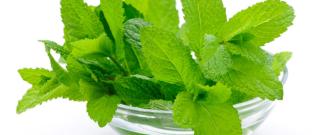 Everything about Mint Leaves Photo