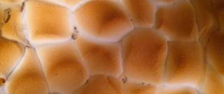 Candied Yams and Marshmallows Photo