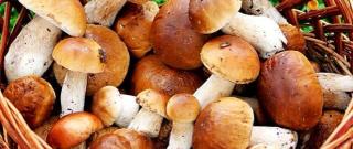Best Ways to Process Mushrooms Photo